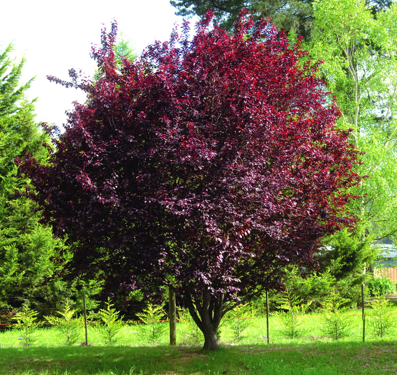 purple plum tree scientific name