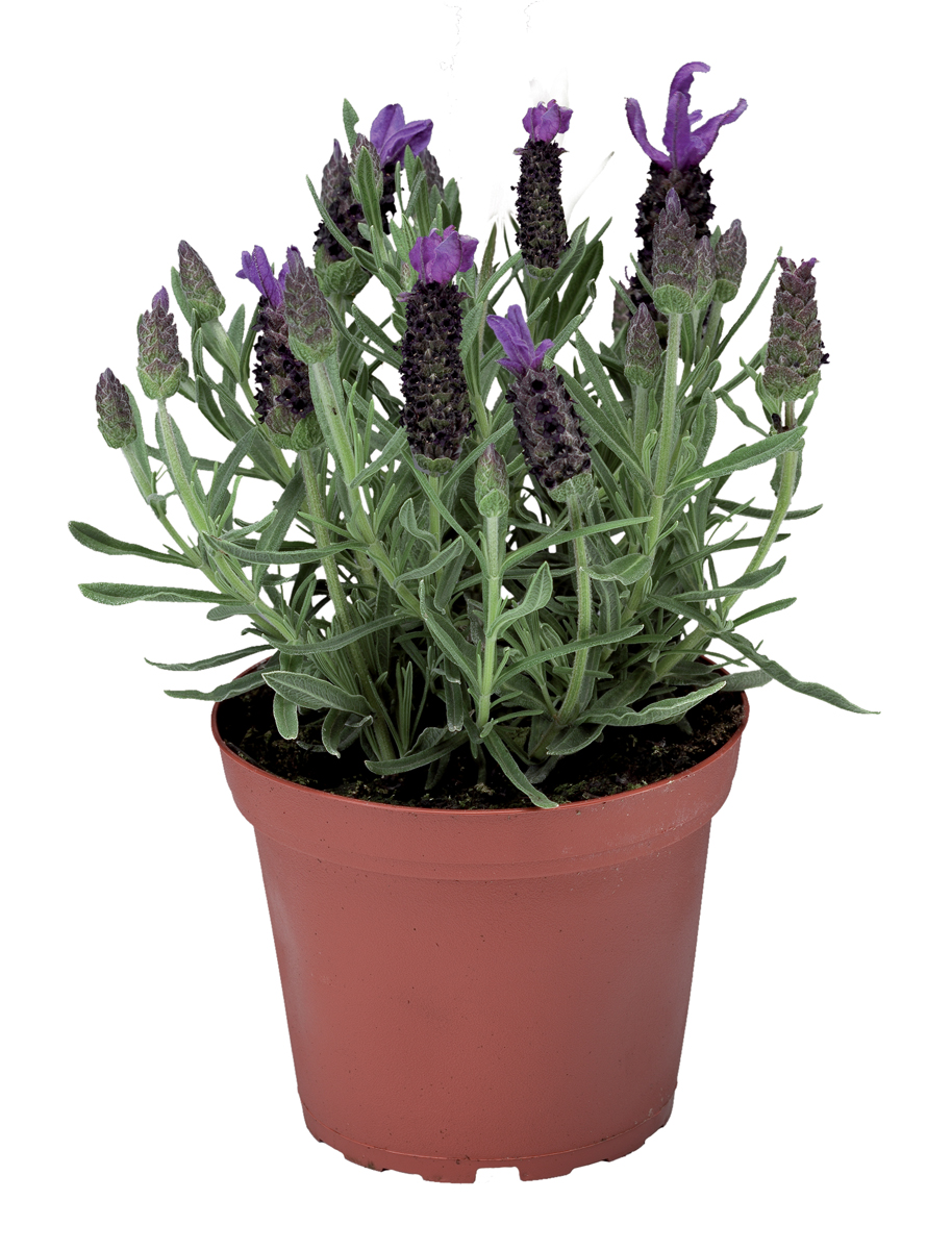 Lavender javelin blue pot