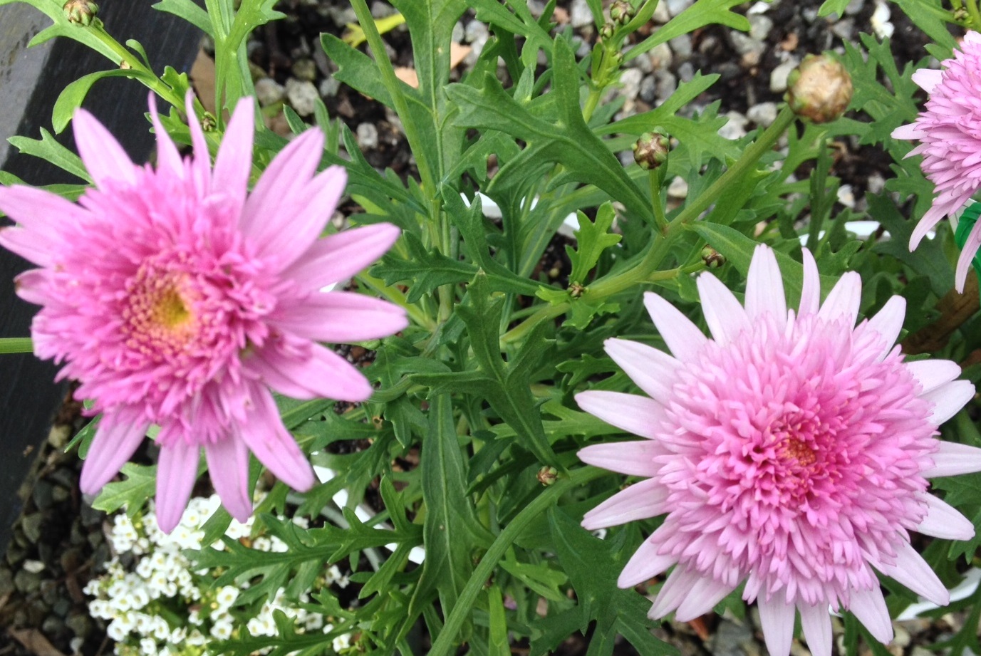 Chrysanthemum Double Pink Common Name – Marguerite or Paris Daisy 
