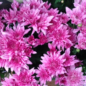 Chrysanthemum Common Name – Florists Chrysanthemum 200mm Pot 