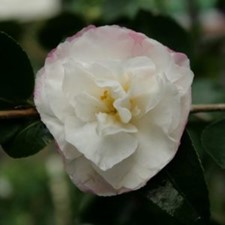 Camellia Sasanqua Beatrice Emily 175mm Pot Semi Shade Variety