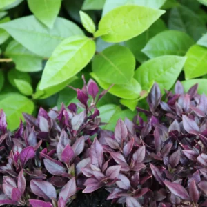 Alternanthera Little Maroon