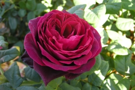 Black Caviar - Shrub