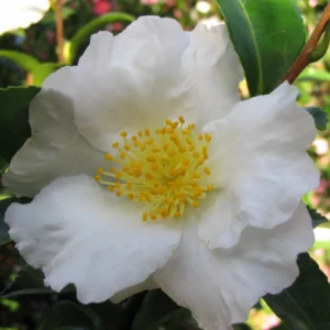 Camellia Setsugekka