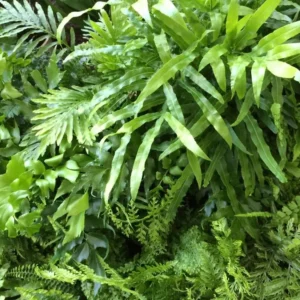 Easy Grow Ferns