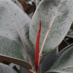Ficus Burgundy - Rubber Plant