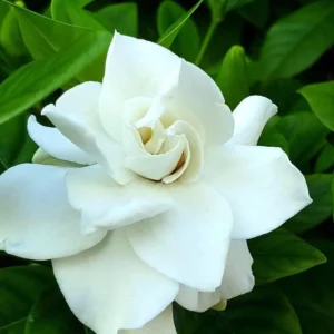 Gardenia augusta Aimee Yoshiba
