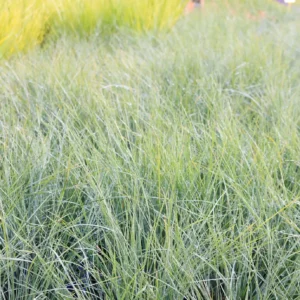 Lomandra Lime Tuff - Mat Rush