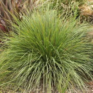 Lomandra Nyalla - Mat Rush