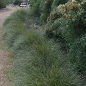 Lomandra Frosty Top - Mat Rush