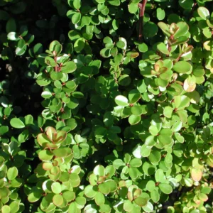 Myrsine Africana - African Box