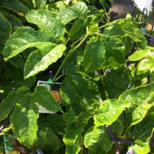 Passionfruit Sunshine Special