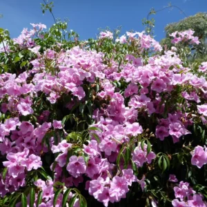 Pandorea jasminoides Belle Of The Ball