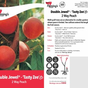 Peach Double Jewel - Dwarf