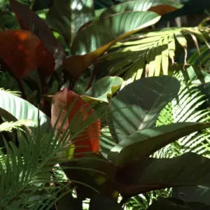 Philodendron Rojo Congo