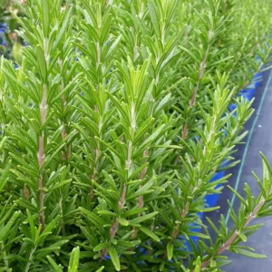 Rosemarinus Tuscan Blue - Rosemary