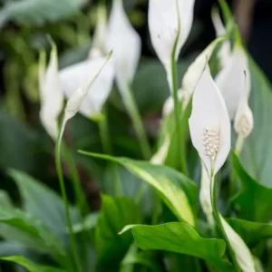 Spathiphyllum - Peace Lily