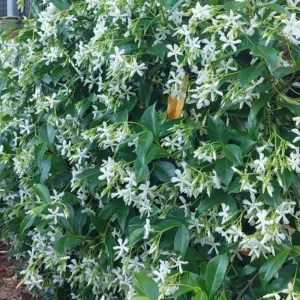 Trachelospermum jasminoidies - Chinese Star Jasmine