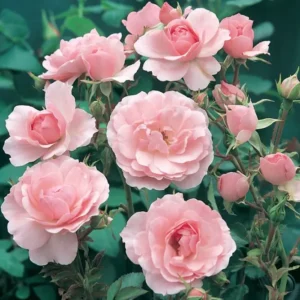 Bonica - Floribunda