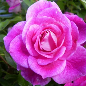 Brilliant Pink Iceberg - Floribunda