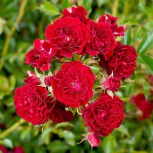 Crimson Siluetta - Climbing