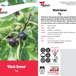 Fig Black Genoa