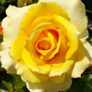 Gold Bunny - Floribunda