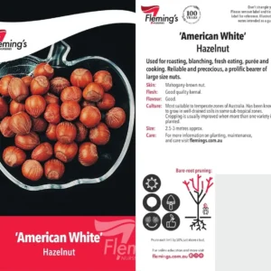 Hazelnut American White