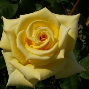Helmut Schmidt - Hybrid Tea