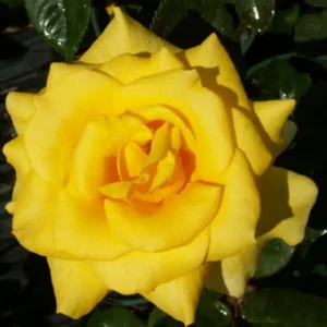 Holtermann's Gold - Hybrid Tea