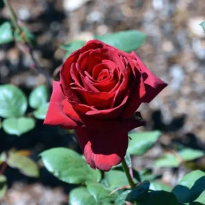 Kentucky Derby - Hybrid Tea