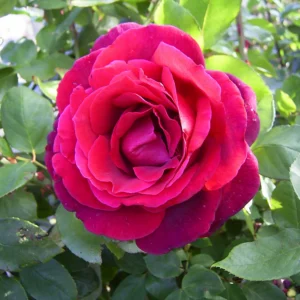 Mr Lincoln - Hybrid Tea