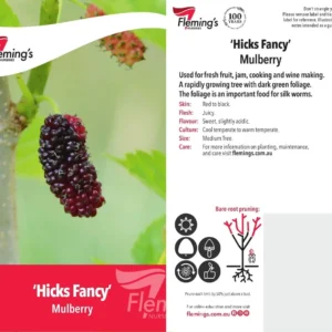 Mulberry Hicks Fancy