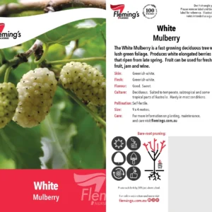 Mulberry White