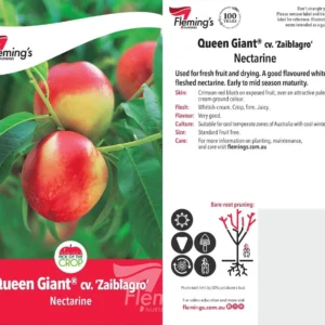 Nectarine Queen Giant