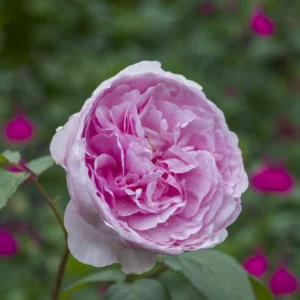 Olivia Rose Austin - David Austin