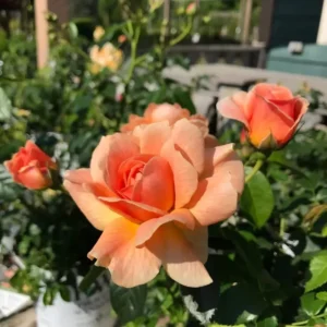 Olivia Newton-John - Floribunda