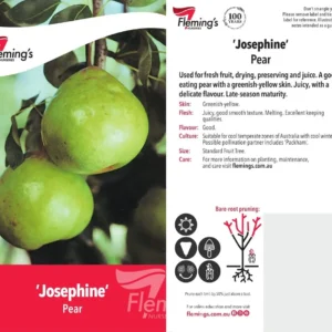 Pear Josephine