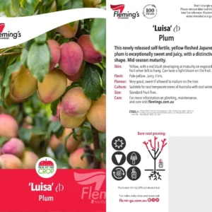 Plum Luisa