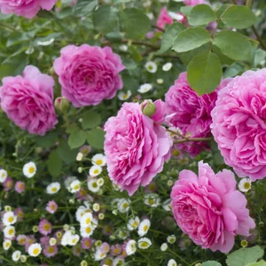 Princess Alexander of Kent - David Austin