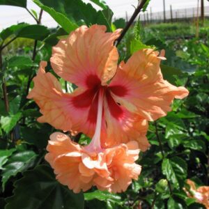 Hibiscus El Capitolio Sport