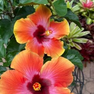 Hibiscus Florida Sunset