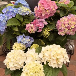 Hydrangea