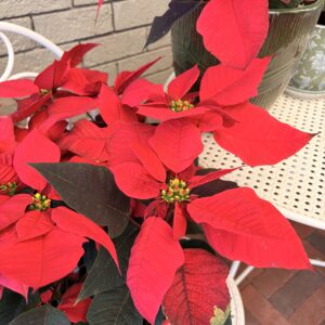 Poinsettia