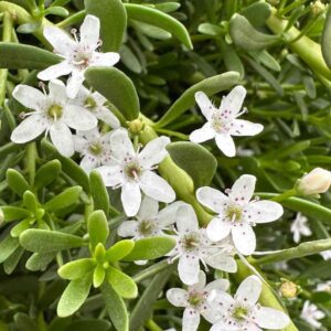 Myoporum Parvifolium Alba - Creeping Boobialla