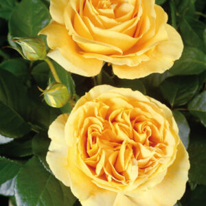 Candlelight - Hybrid Tea