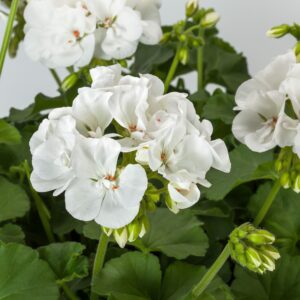 Pelargonium Calliope Large White - Geranium
