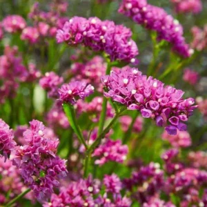 Limonium Peregrinum Pink - Statice