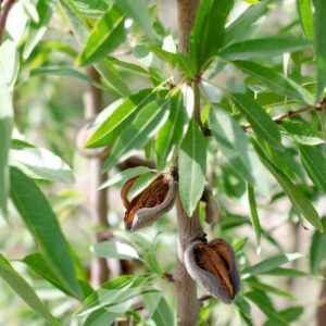 Almond - All-In-One