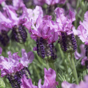 Lavender 'Pink Lace'